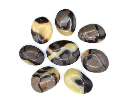 Septarian Palm Stones Buy 1 get 2 FREE!